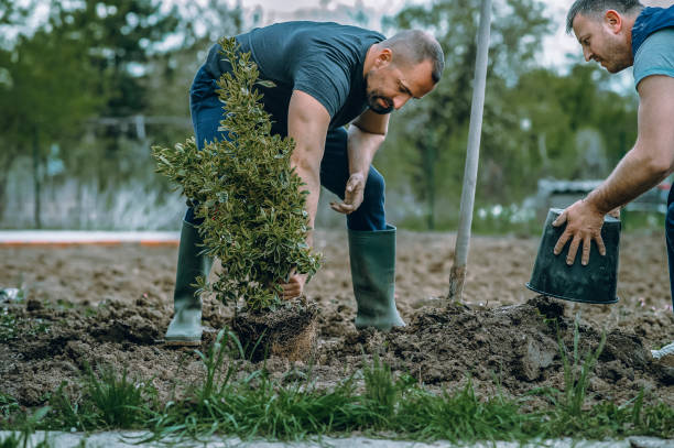 The Steps Involved in Our Tree Care Process in Mountain View, NC